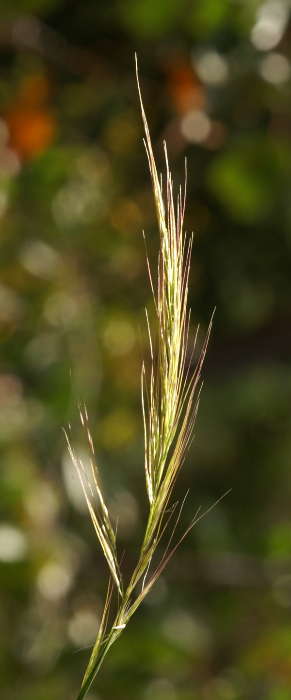Dichelachne micrantha